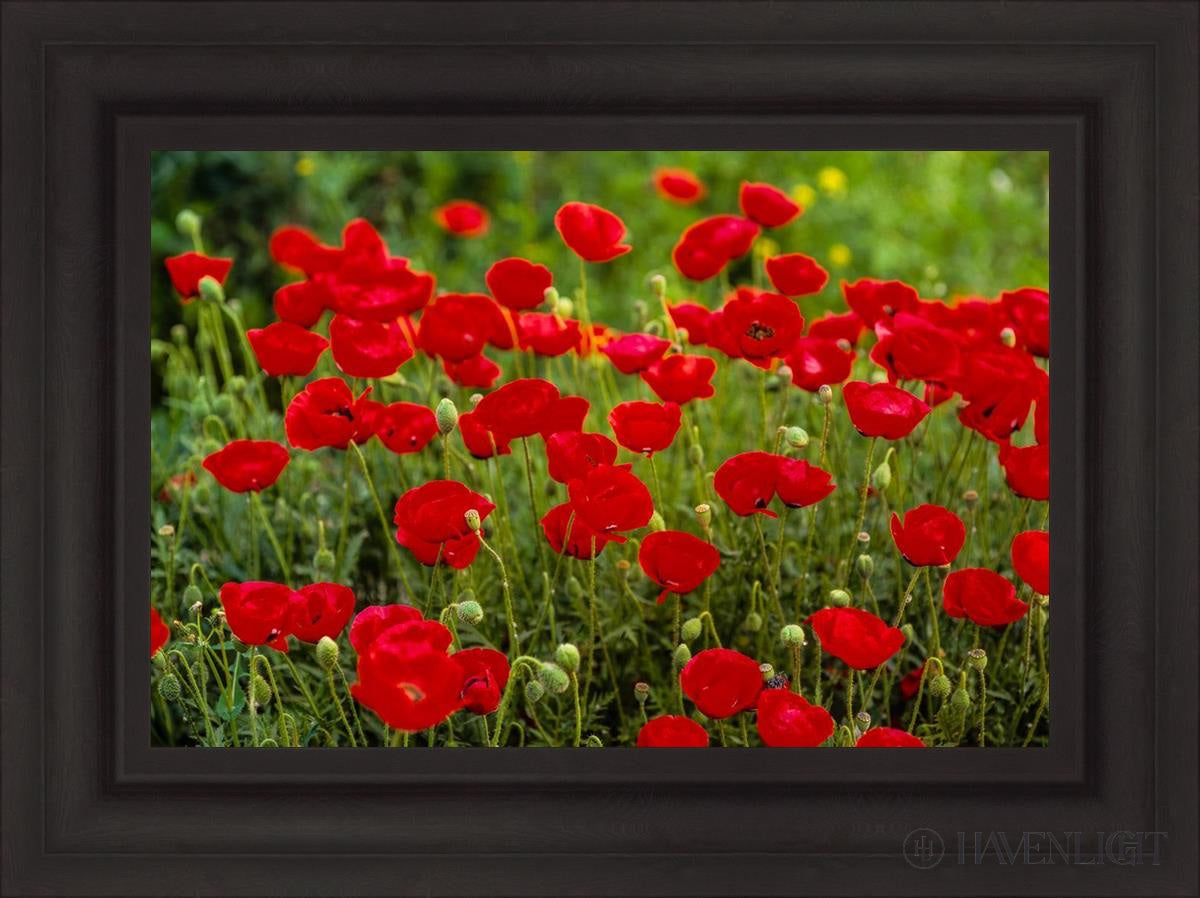 Plate 2 - Poppies In Abundance Open Edition Canvas / 24 X 16 Brown 31 3/4 23 Art