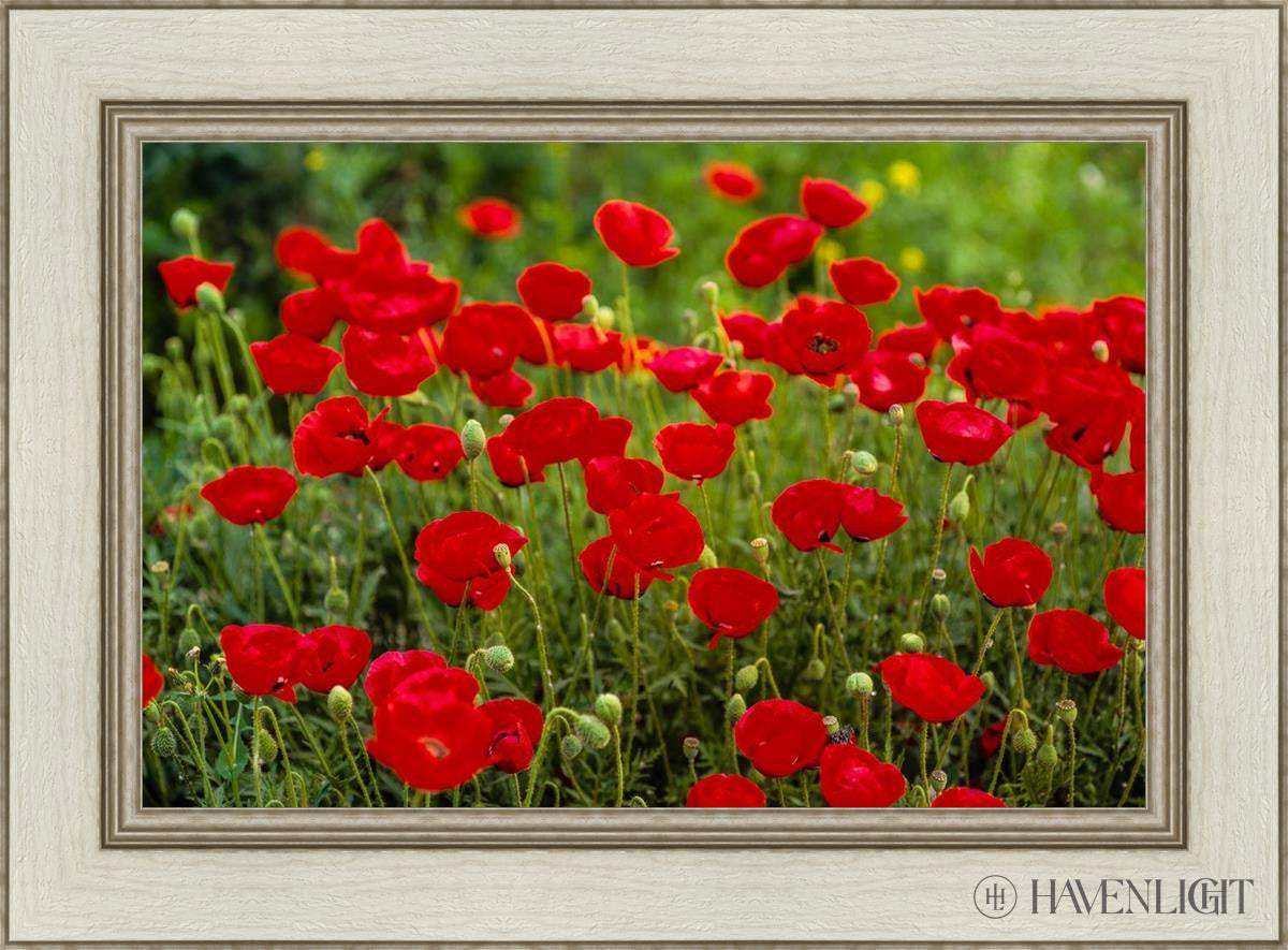 Plate 2 - Poppies In Abundance Open Edition Canvas / 24 X 16 Ivory 30 1/2 22 Art
