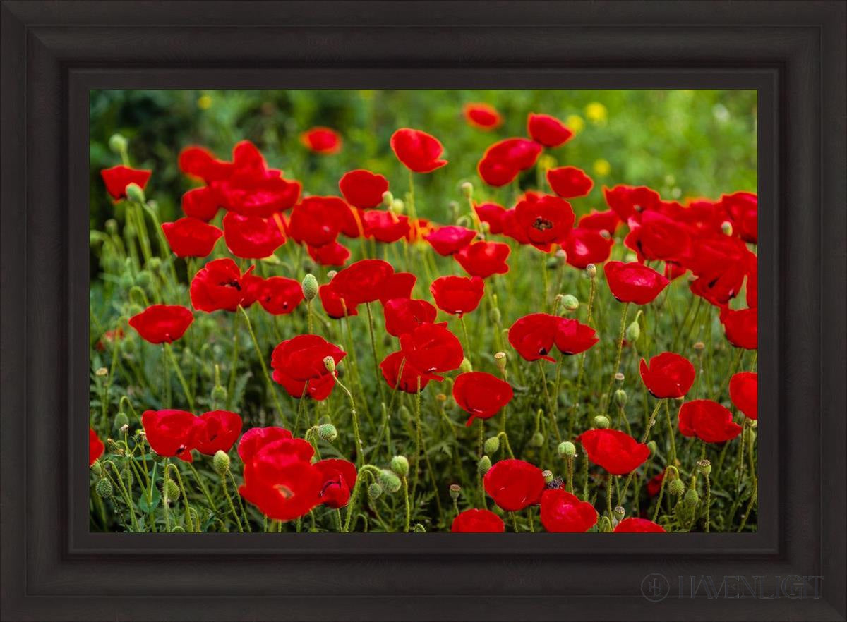 Plate 2 - Poppies In Abundance Open Edition Canvas / 30 X 20 Brown 37 3/4 27 Art
