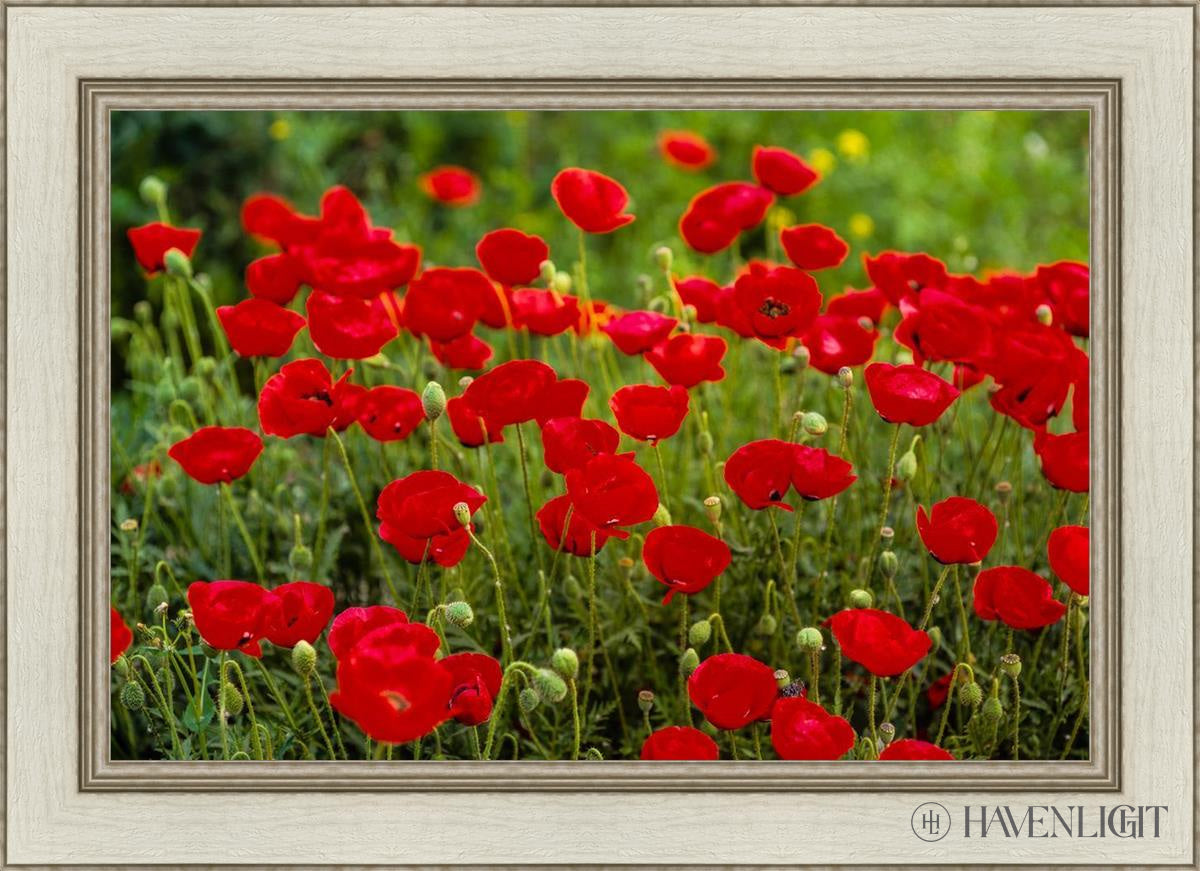Plate 2 - Poppies In Abundance Open Edition Canvas / 30 X 20 Ivory 36 1/2 26 Art