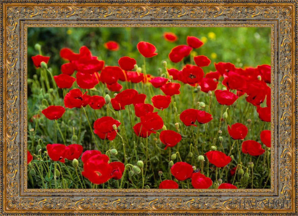 Plate 2 - Poppies In Abundance Open Edition Canvas / 36 X 24 Gold 43 3/4 31 Art