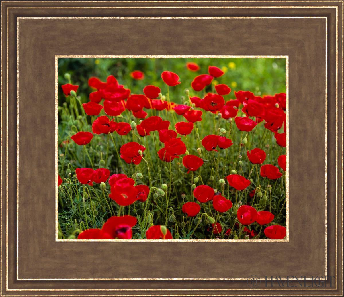 Plate 2 - Poppies In Abundance Open Edition Print / 10 X 8 Gold 14 3/4 12 Art