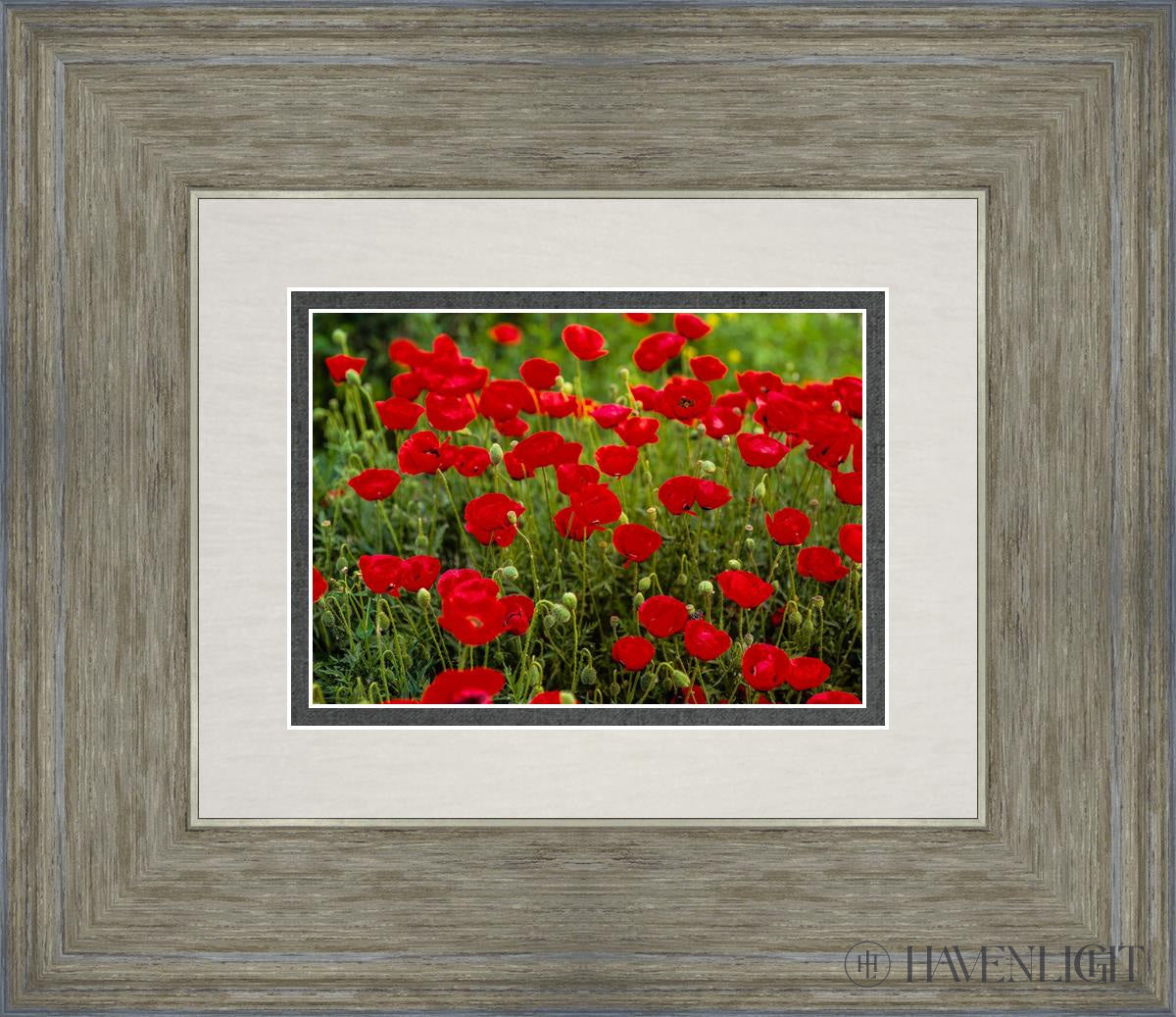 Plate 2 - Poppies In Abundance Open Edition Print / 7 X 5 Gray 14 3/4 12 Art