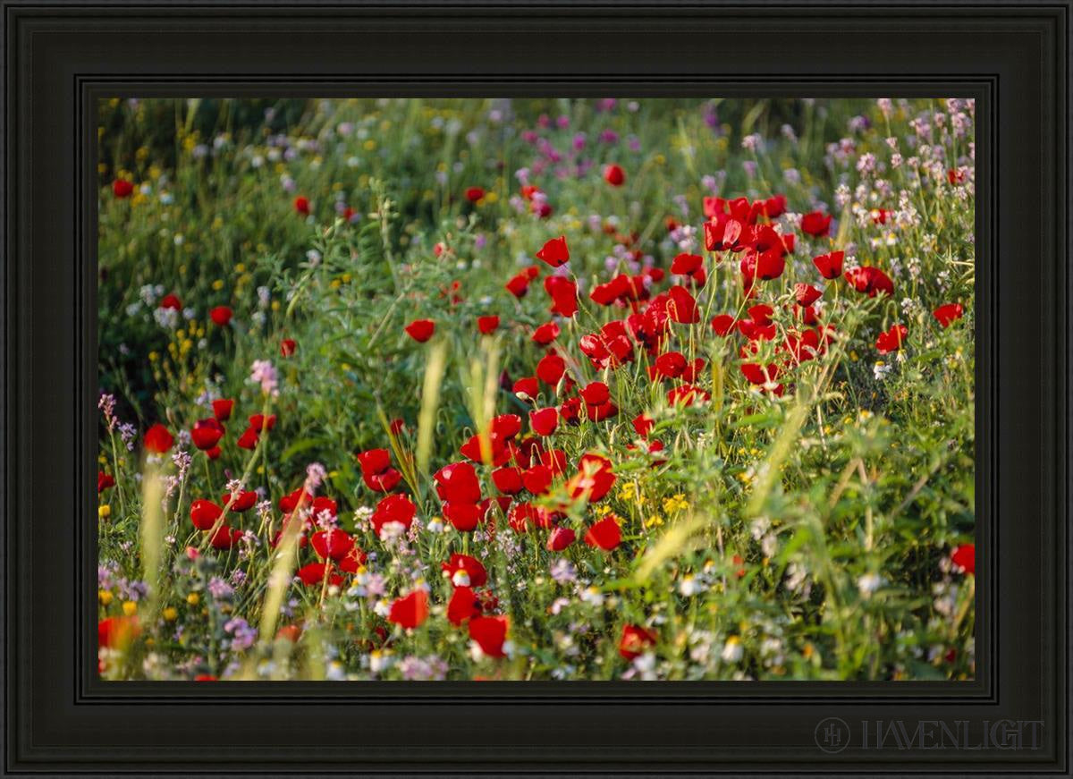 Plate 3 - Poppy Mix Judean Wilderness Open Edition Canvas / 36 X 24 Black 43 3/4 31 Art