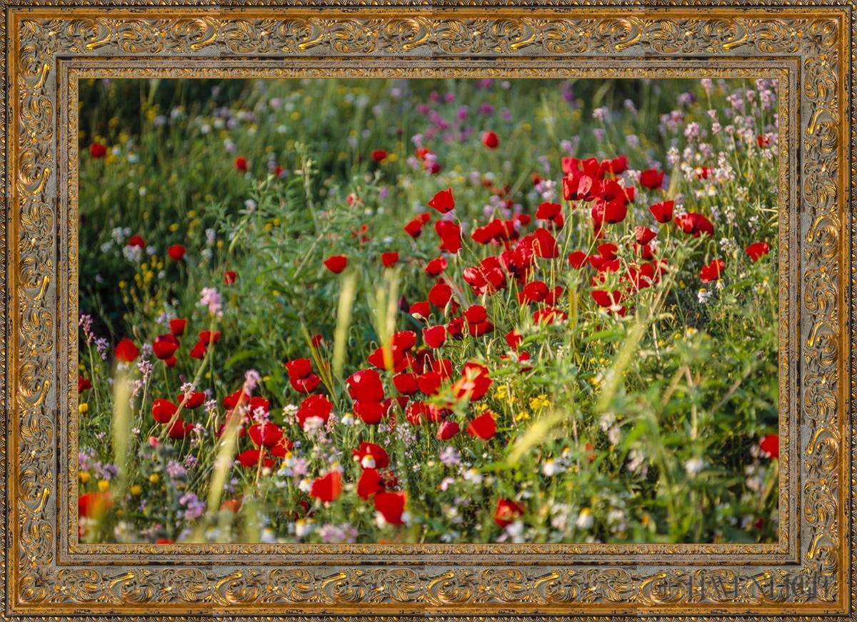 Plate 3 - Poppy Mix Judean Wilderness Open Edition Canvas / 36 X 24 Gold 43 3/4 31 Art