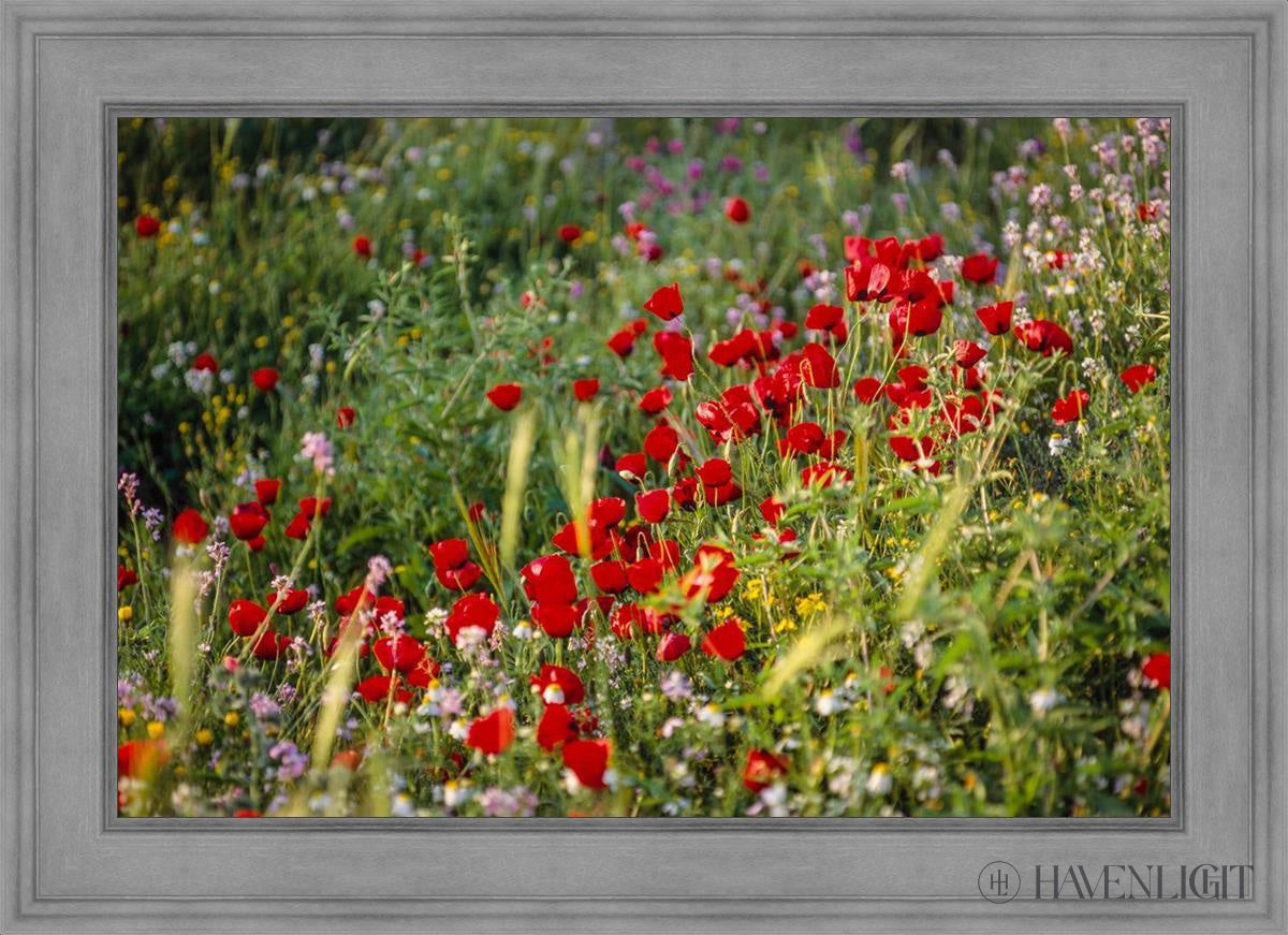 Plate 3 - Poppy Mix Judean Wilderness Open Edition Canvas / 36 X 24 Gray 43 3/4 31 Art