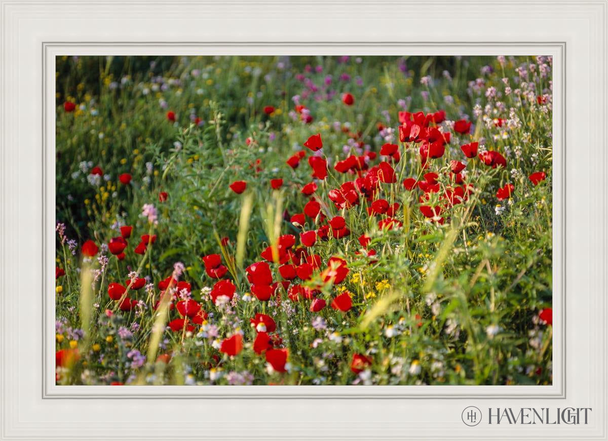 Plate 3 - Poppy Mix Judean Wilderness Open Edition Canvas / 36 X 24 White 43 3/4 31 Art