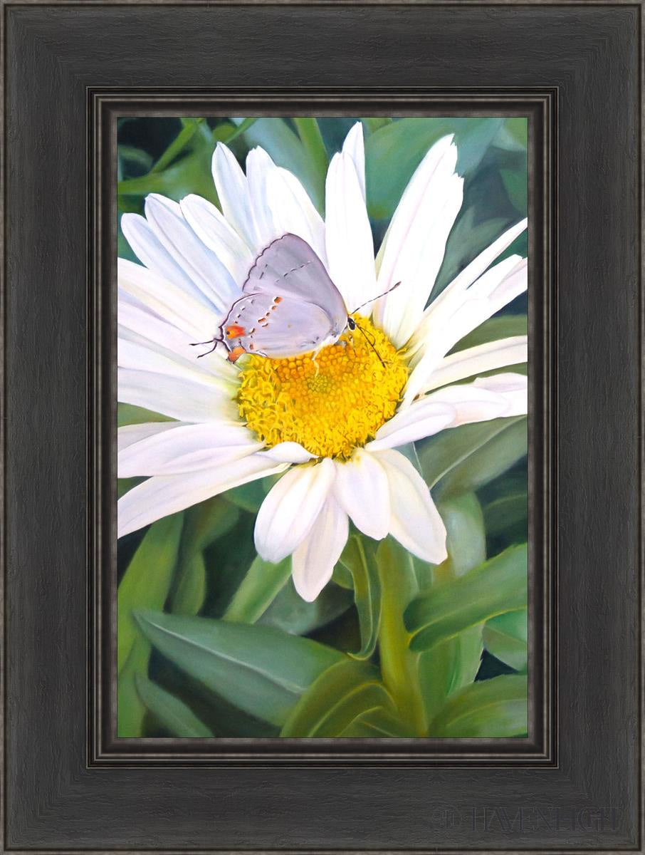 The Daisy And Butterfly Open Edition Canvas / 12 X 18 Black 1/2 24 Art