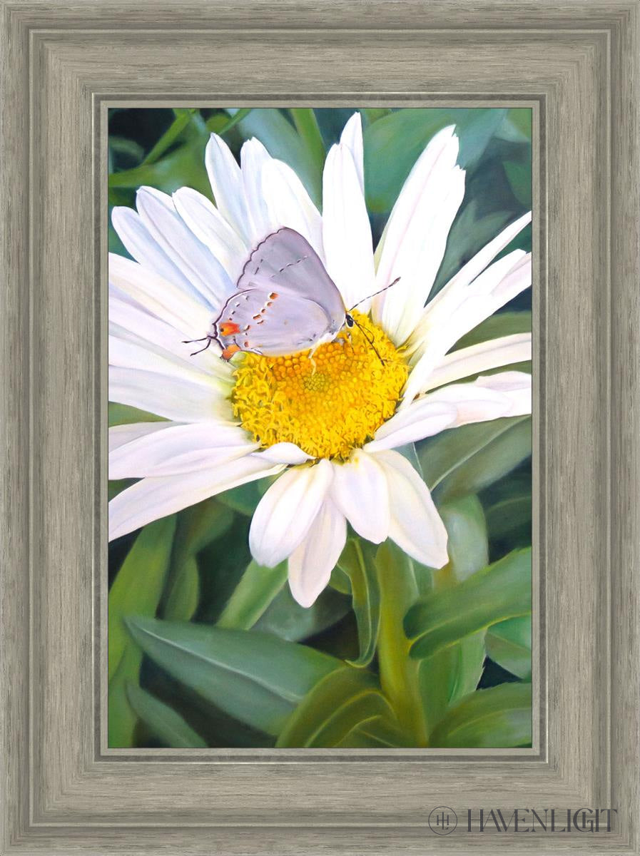 The Daisy And Butterfly Open Edition Canvas / 12 X 18 Gray 17 3/4 23 Art