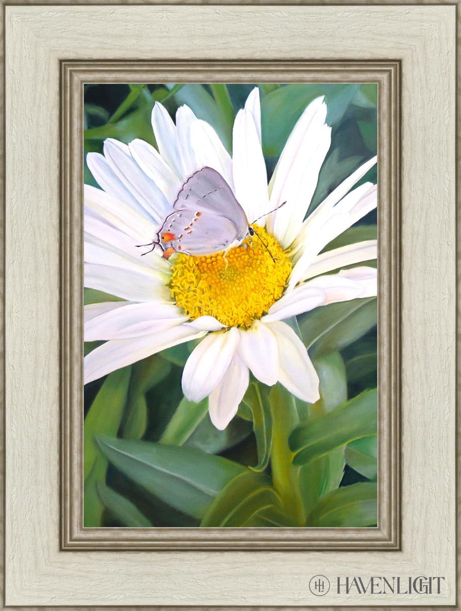 The Daisy And Butterfly Open Edition Canvas / 12 X 18 Ivory 1/2 24 Art