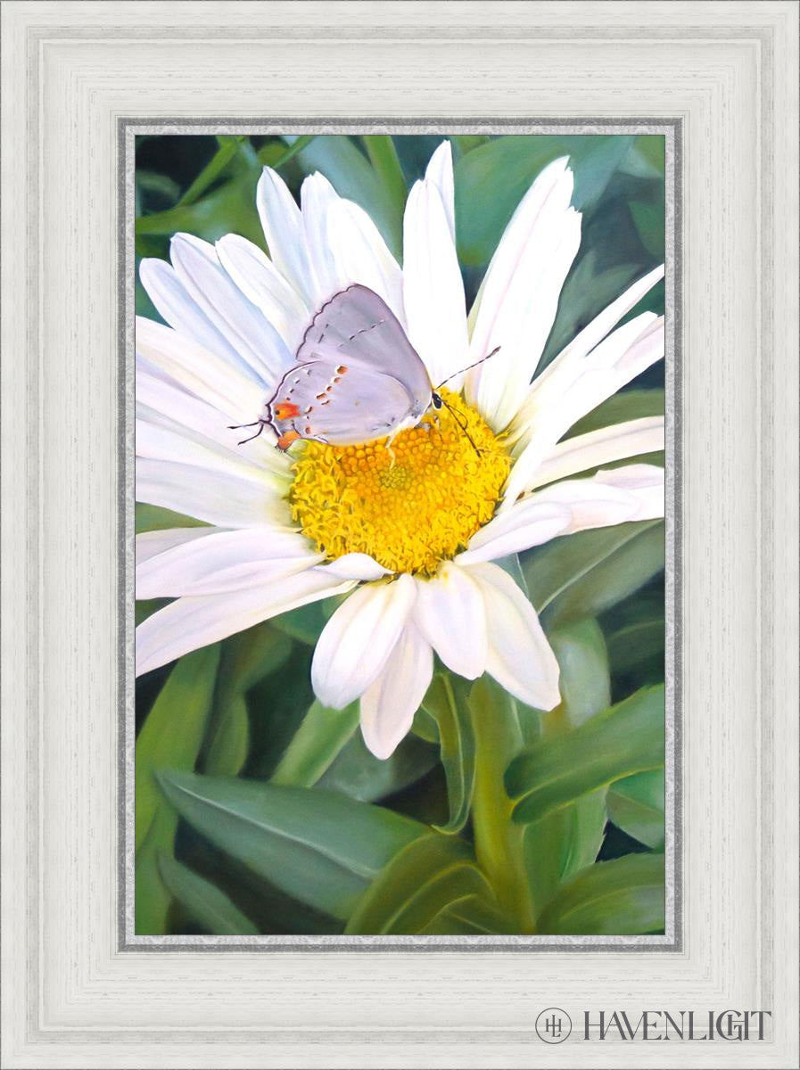The Daisy And Butterfly Open Edition Canvas / 12 X 18 White 17 3/4 23 Art