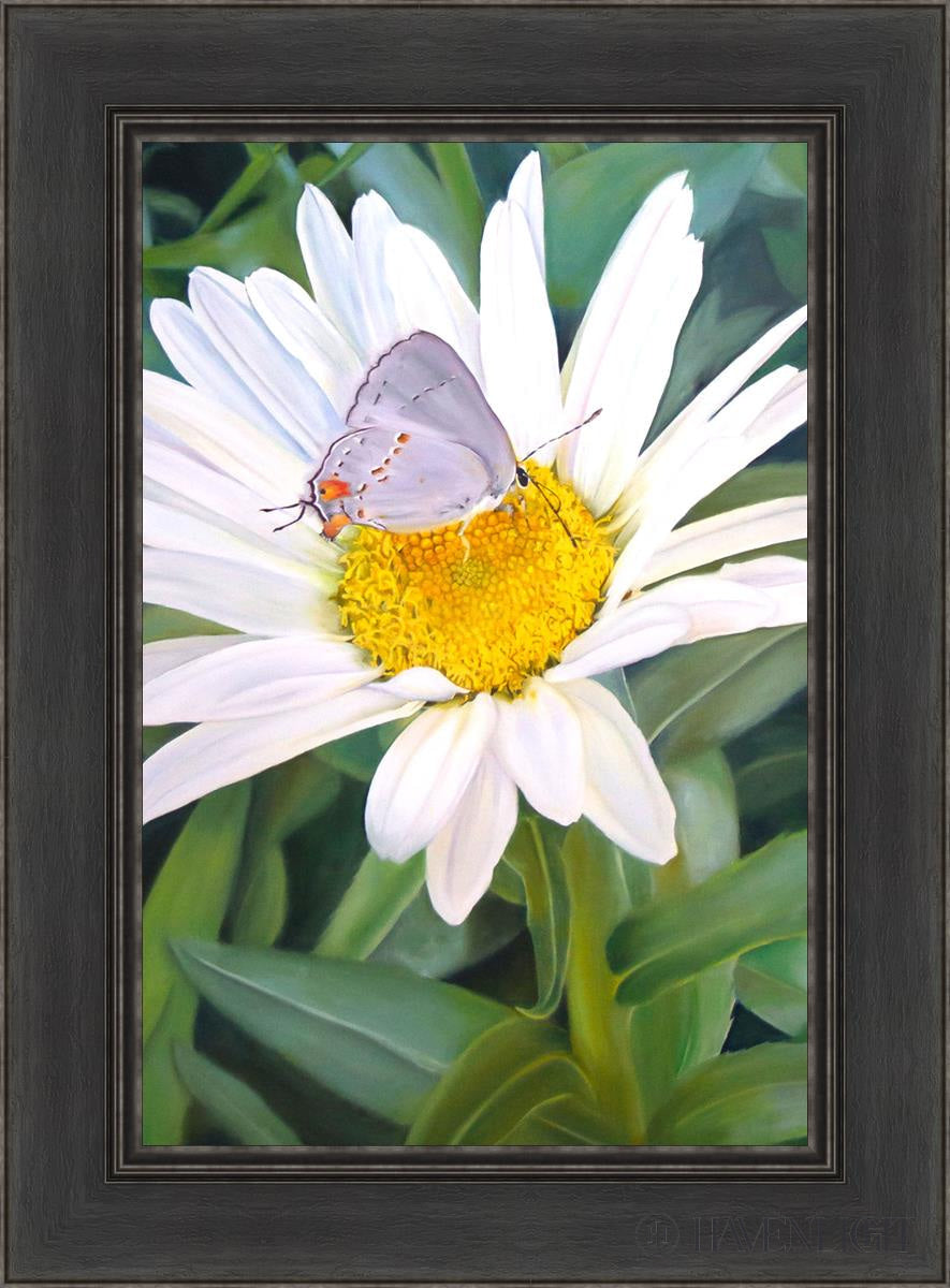 The Daisy And Butterfly Open Edition Canvas / 16 X 24 Black 22 1/2 30 Art