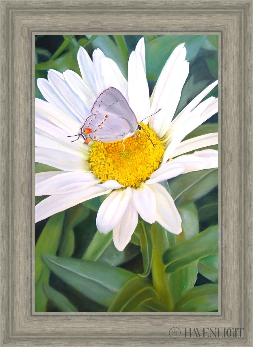 The Daisy And Butterfly Open Edition Canvas / 16 X 24 Gray 21 3/4 29 Art