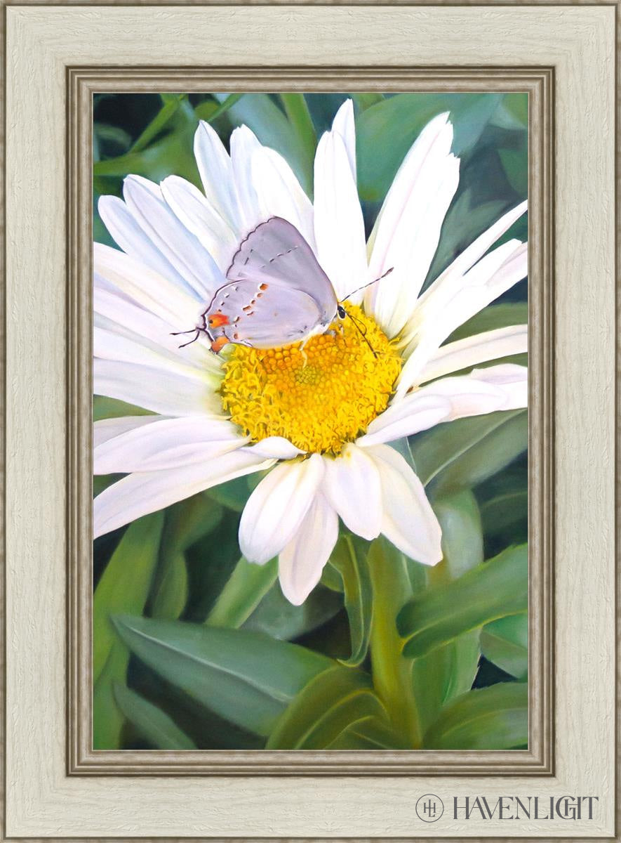 The Daisy And Butterfly Open Edition Canvas / 16 X 24 Ivory 22 1/2 30 Art
