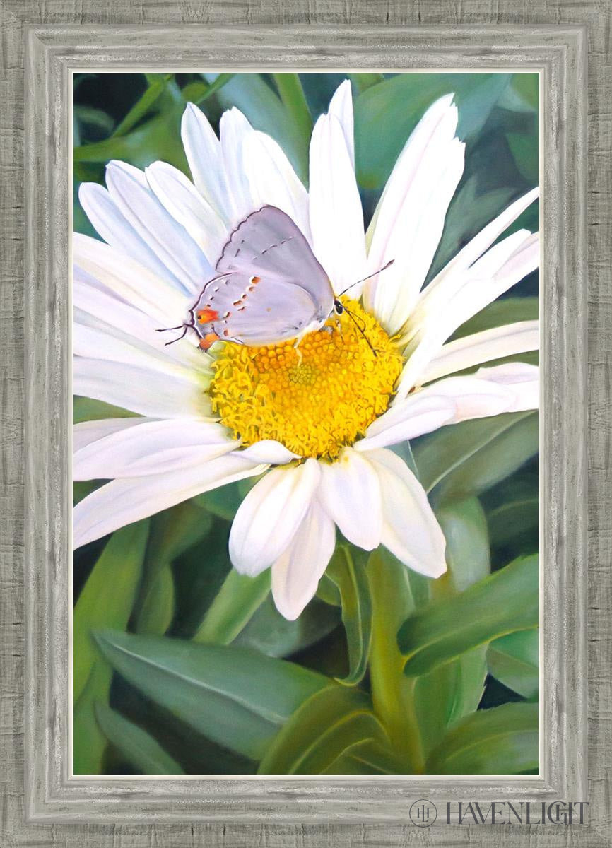 The Daisy And Butterfly Open Edition Canvas / 16 X 24 Silver 20 3/4 28 Art