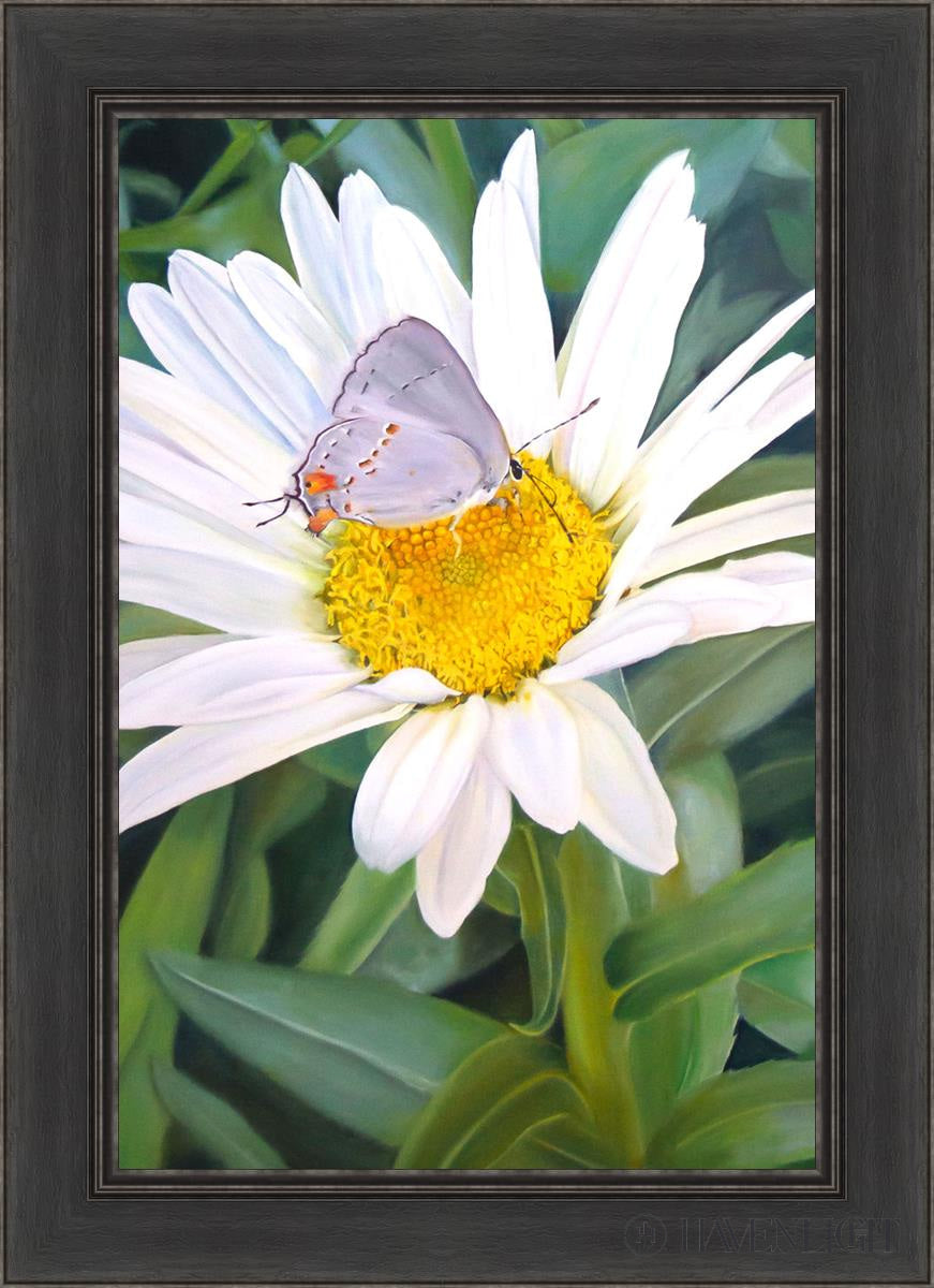 The Daisy And Butterfly Open Edition Canvas / 20 X 30 Black 26 1/2 36 Art