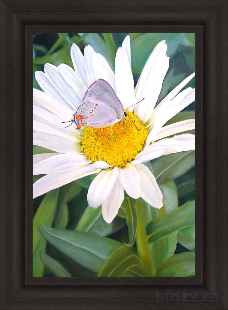 The Daisy And Butterfly Open Edition Canvas / 20 X 30 Brown 27 3/4 37 Art