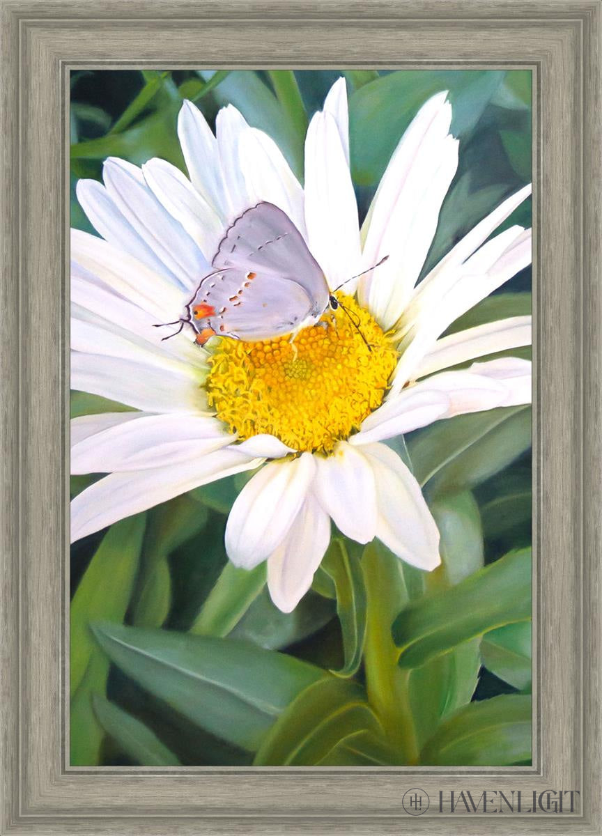 The Daisy And Butterfly Open Edition Canvas / 20 X 30 Gray 25 3/4 35 Art