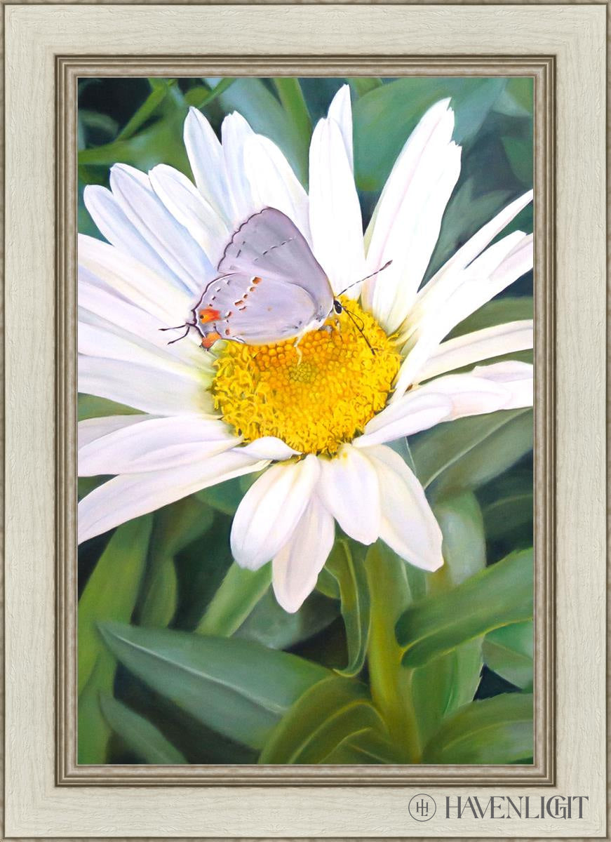 The Daisy And Butterfly Open Edition Canvas / 20 X 30 Ivory 26 1/2 36 Art