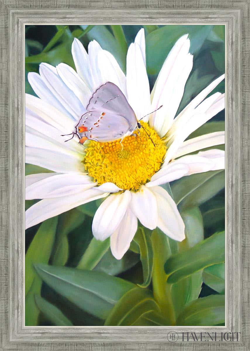The Daisy And Butterfly Open Edition Canvas / 20 X 30 Silver 24 3/4 34 Art