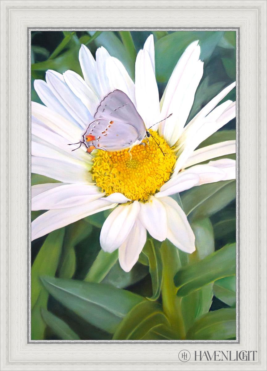 The Daisy And Butterfly Open Edition Canvas / 20 X 30 White 25 3/4 35 Art
