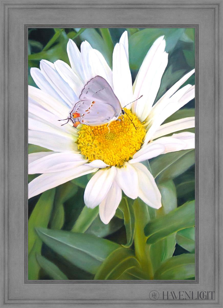 The Daisy And Butterfly Open Edition Canvas / 24 X 36 Gray 31 3/4 43 Art