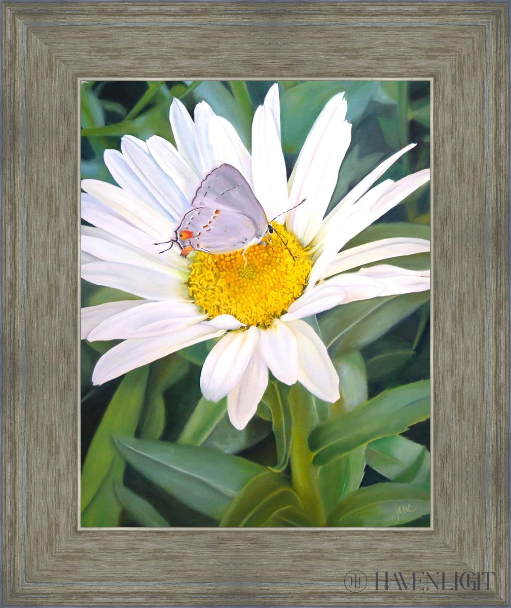 The Daisy And Butterfly Open Edition Print / 11 X 14 Gray 15 3/4 18 Art