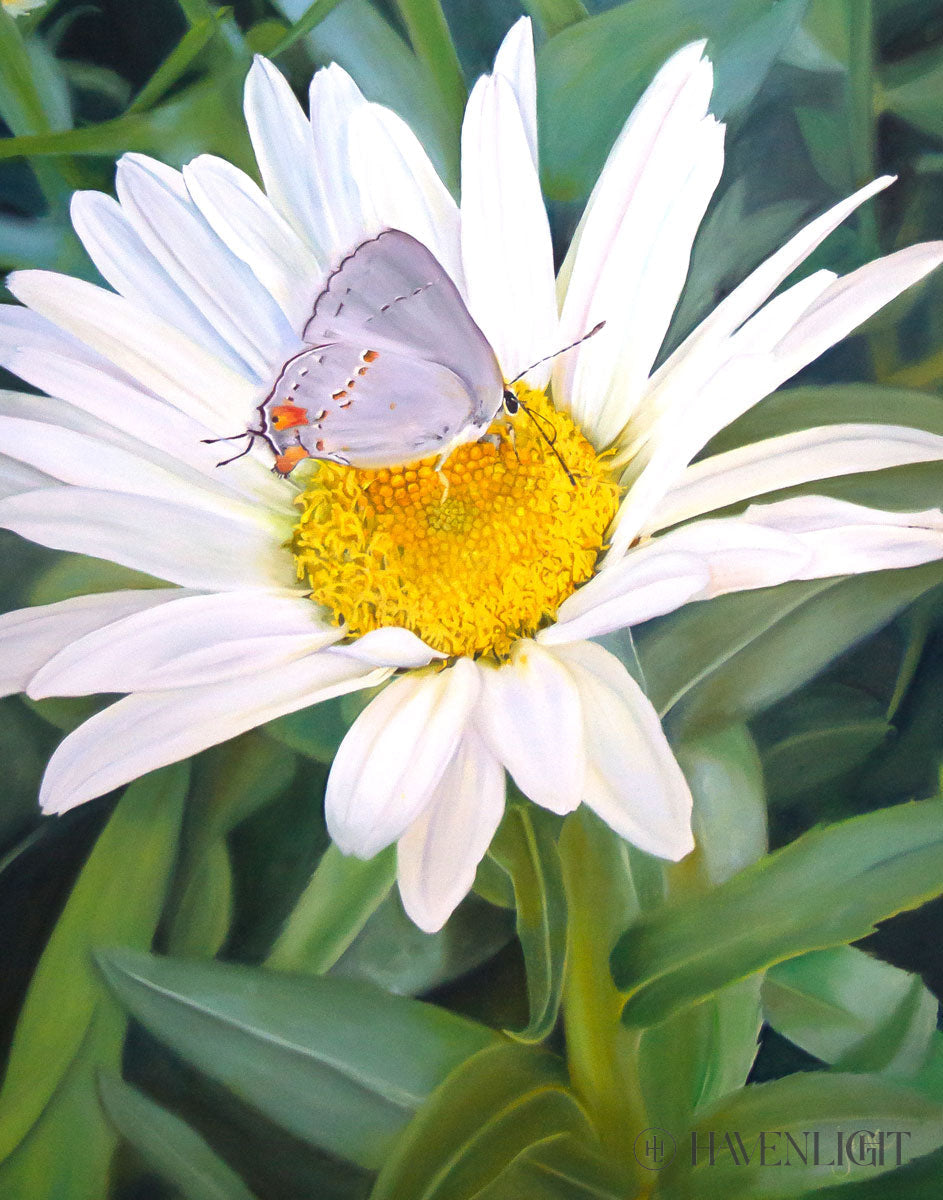 The Daisy And Butterfly Open Edition Print / 11 X 14 Only Art