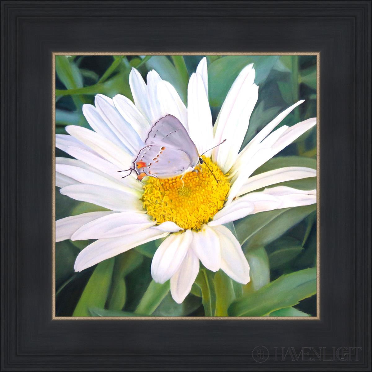 The Daisy And Butterfly Open Edition Print / 12 X Black 16 3/4 Art