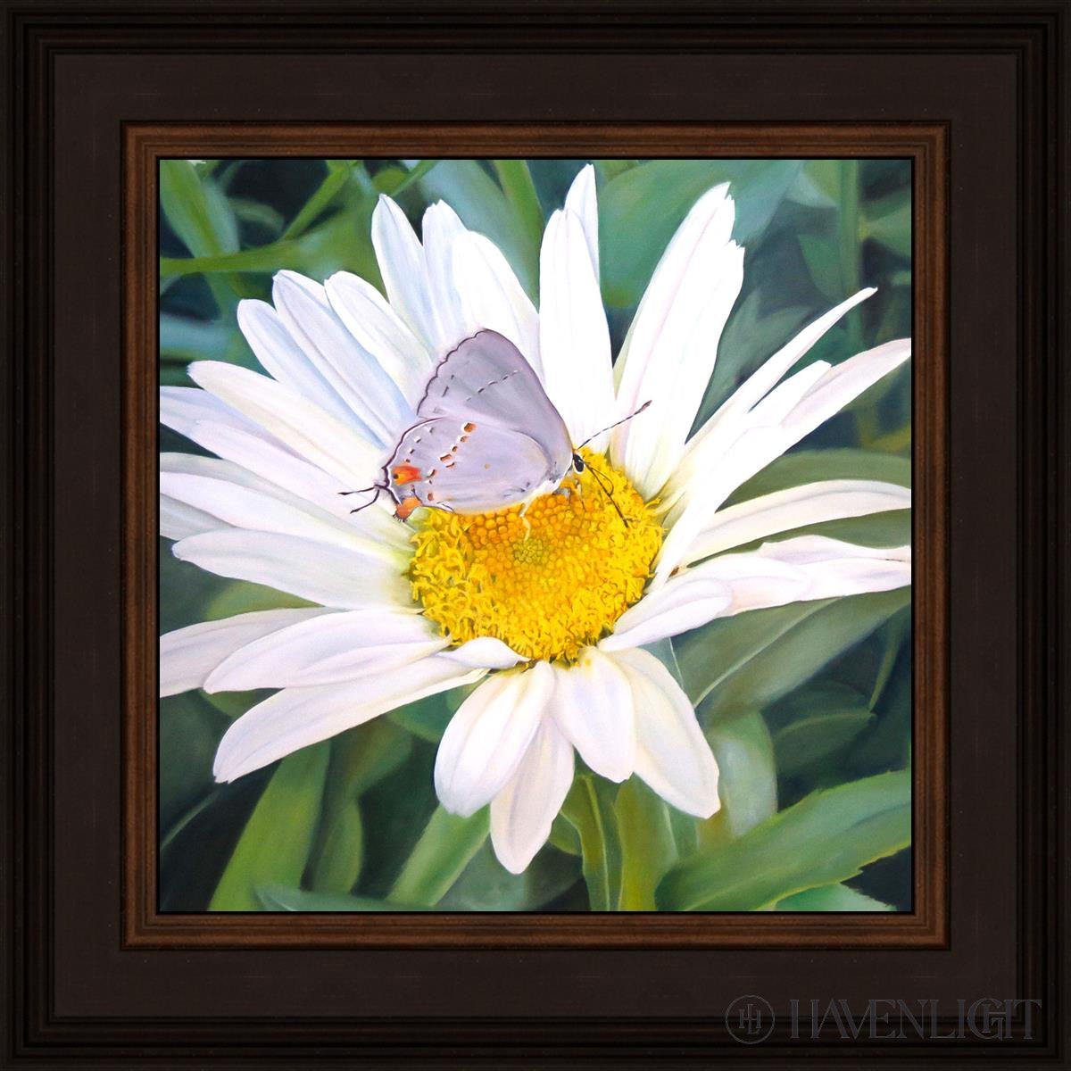 The Daisy And Butterfly Open Edition Print / 12 X Brown 16 3/4 Art