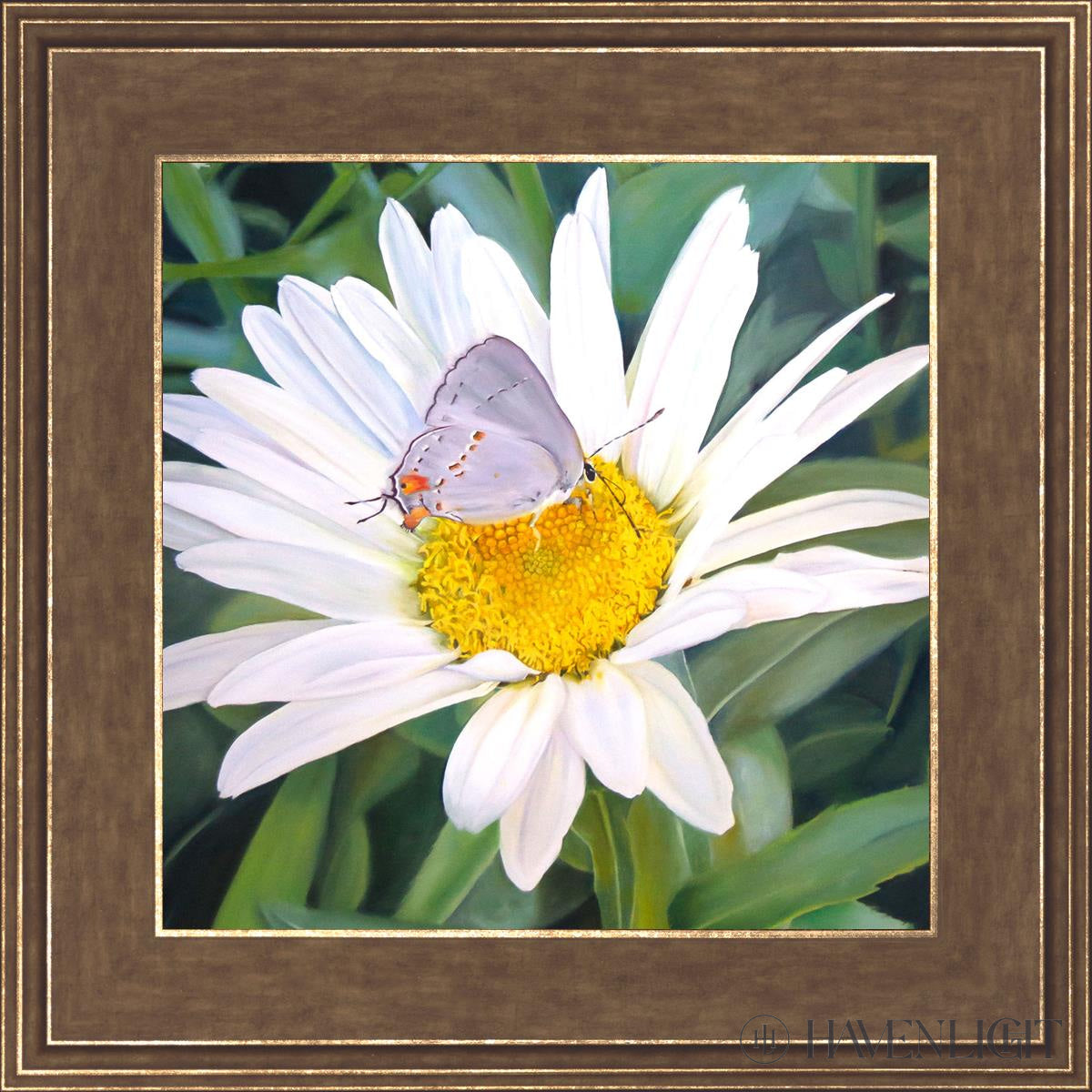 The Daisy And Butterfly Open Edition Print / 12 X Gold 16 3/4 Art
