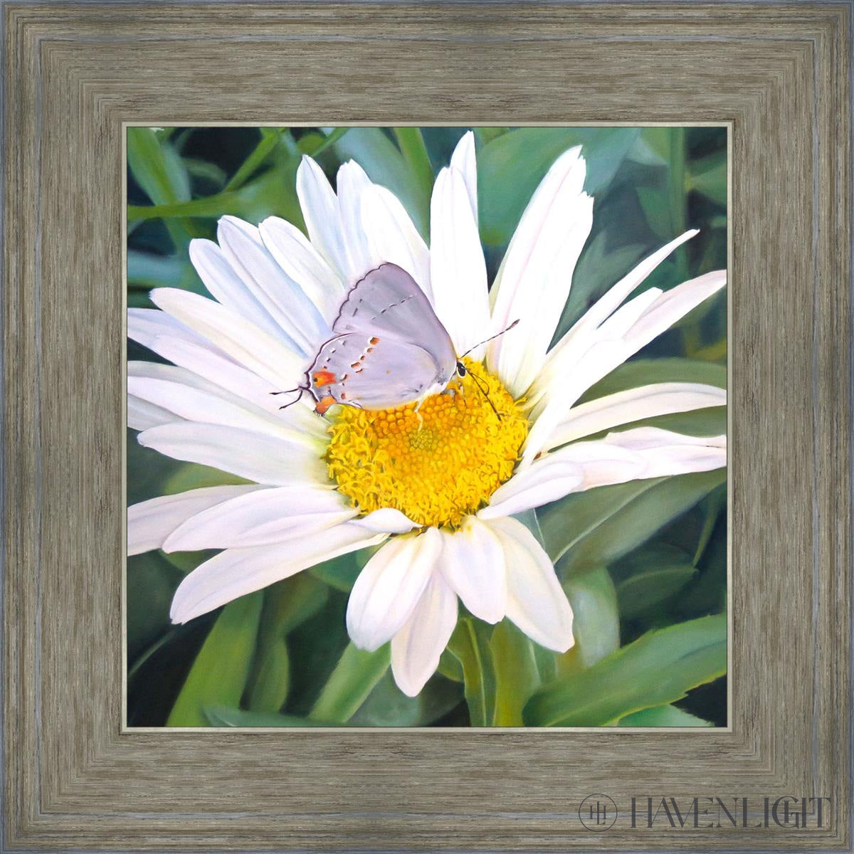 The Daisy And Butterfly Open Edition Print / 12 X Gray 16 3/4 Art