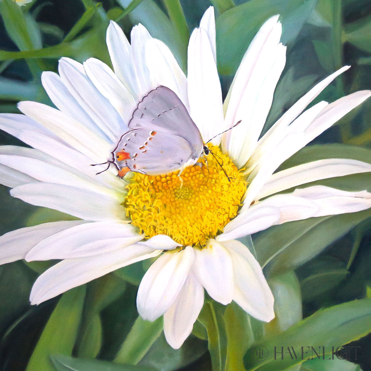 The Daisy And Butterfly Open Edition Print / 12 X Only Art
