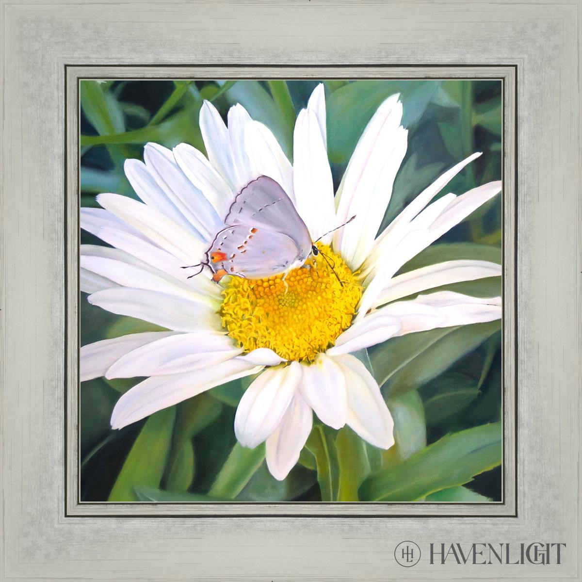 The Daisy And Butterfly Open Edition Print / 12 X Silver 16 1/4 Art