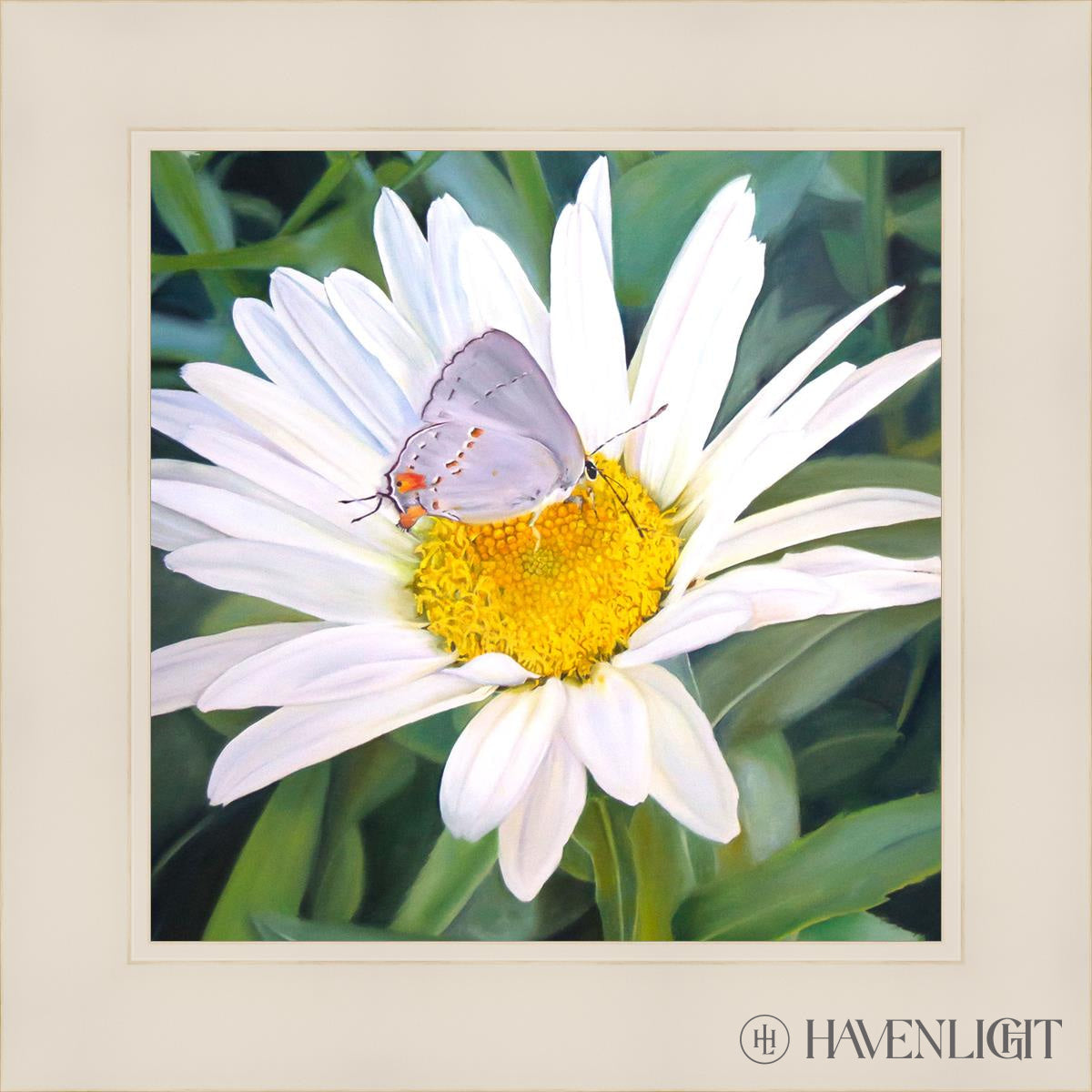 The Daisy And Butterfly Open Edition Print / 12 X White 16 1/4 Art