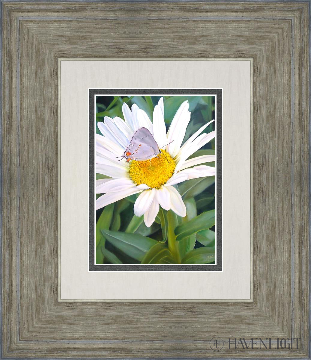 The Daisy And Butterfly Open Edition Print / 5 X 7 Gray 12 3/4 14 Art