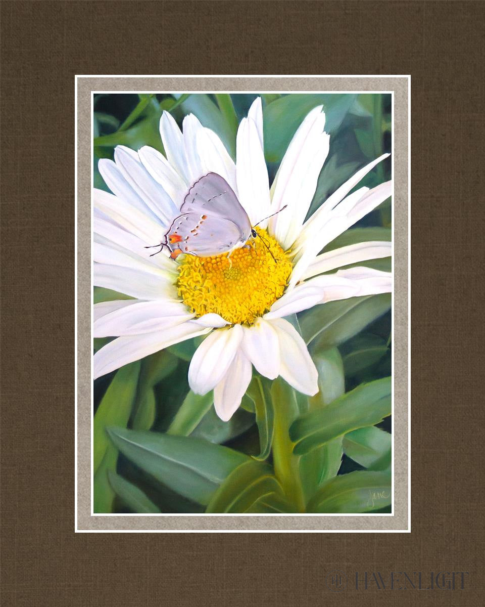The Daisy And Butterfly Open Edition Print / 5 X 7 Matted To 8 10 Art