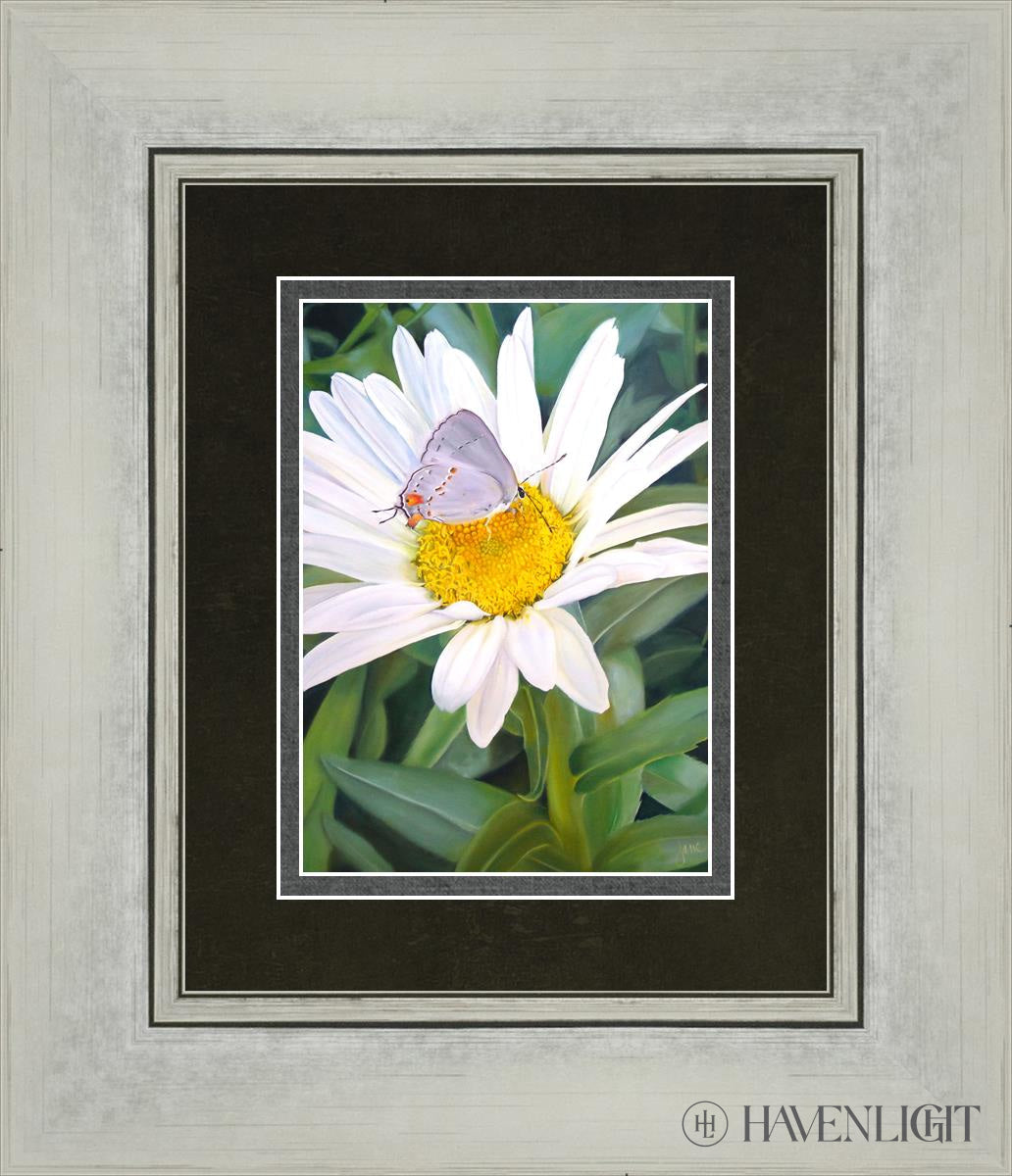 The Daisy And Butterfly Open Edition Print / 5 X 7 Silver 12 1/4 14 Art