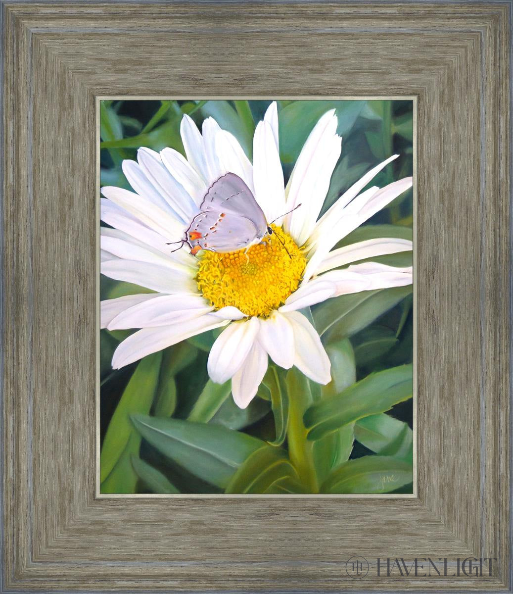 The Daisy And Butterfly Open Edition Print / 8 X 10 Gray 12 3/4 14 Art