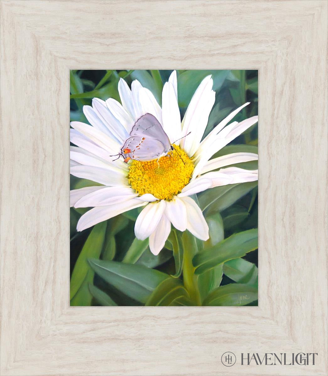 The Daisy And Butterfly Open Edition Print / 8 X 10 Ivory 13 1/2 15 Art