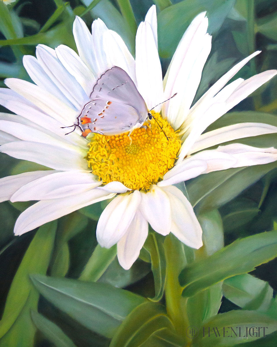The Daisy And Butterfly Open Edition Print / 8 X 10 Only Art