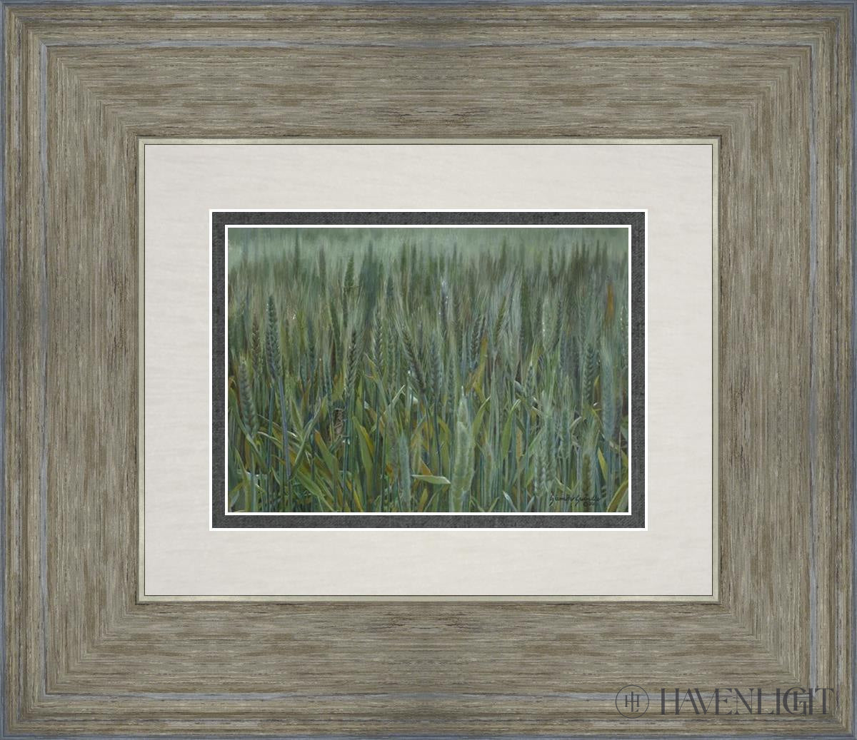 The Wheat And Tares Open Edition Print / 7 X 5 Gray 14 3/4 12 Art