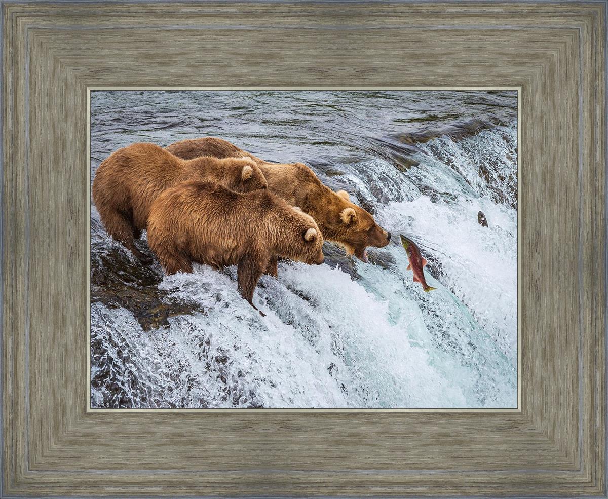 Grizzly top bear sockeye salmon painting