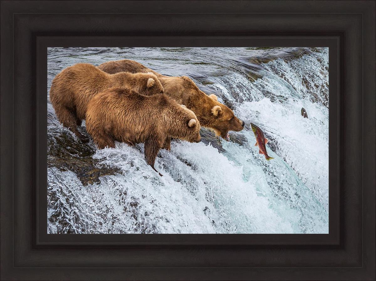 Grizzly Bears Fishing for Salmon at Katmai National Park Brooks Falls, Alaska