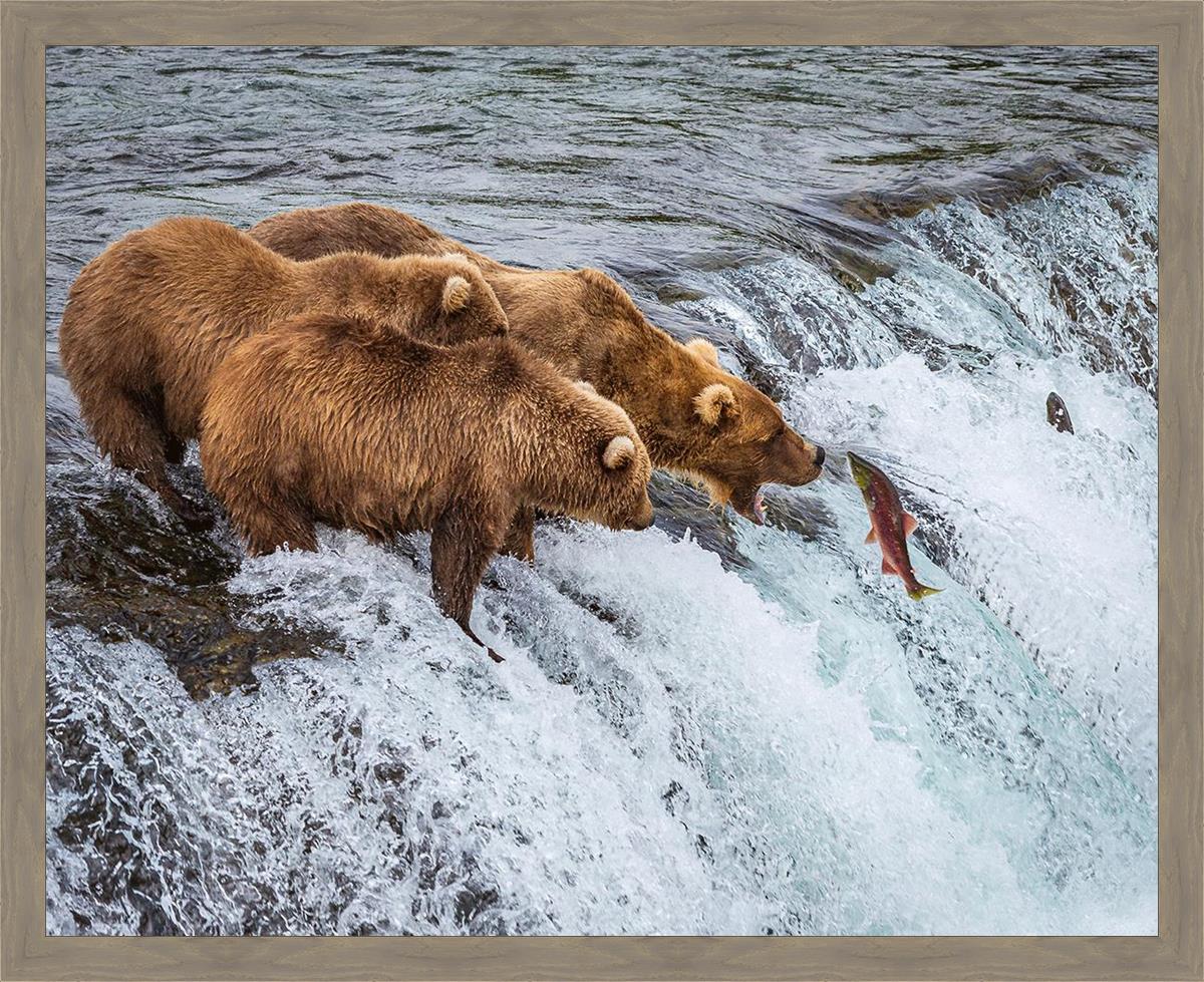 Grizzly Bears Fishing for Salmon at Katmai National Park Brooks Falls, Alaska Large Wall Art