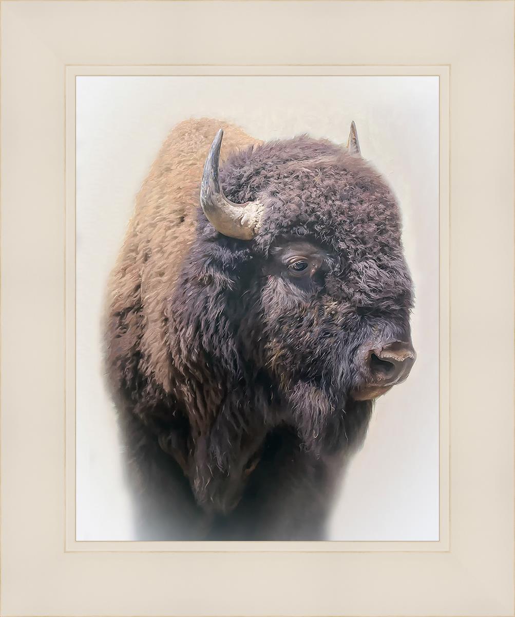 Bison by Matthew Grant Side profile of a Bison – Havenlight
