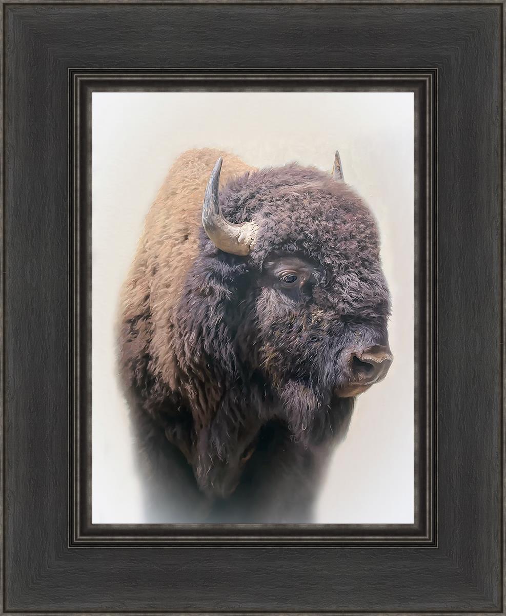 Bison by Matthew Grant Side profile of a Bison – Havenlight