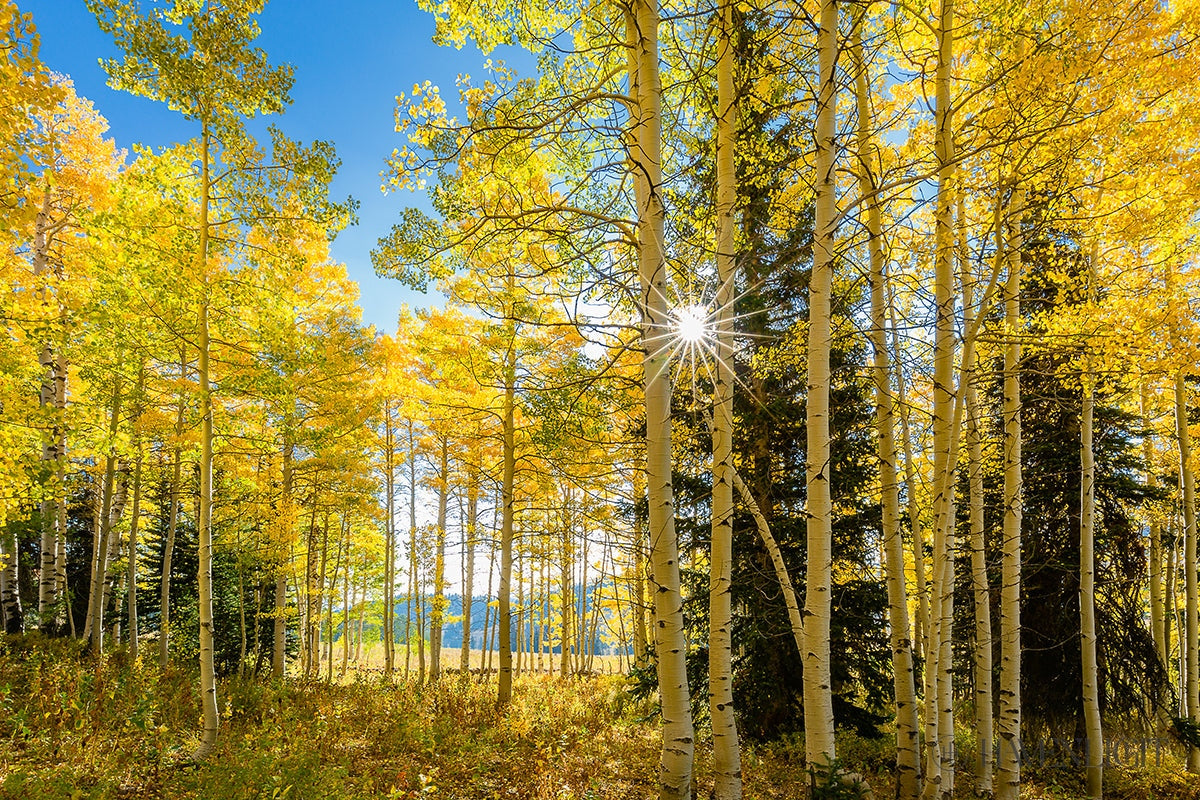 Autumn In The Rocky Mountains Wasatch National Forest Utah Open Edition Canvas / 30 X 20 Rolled Tube