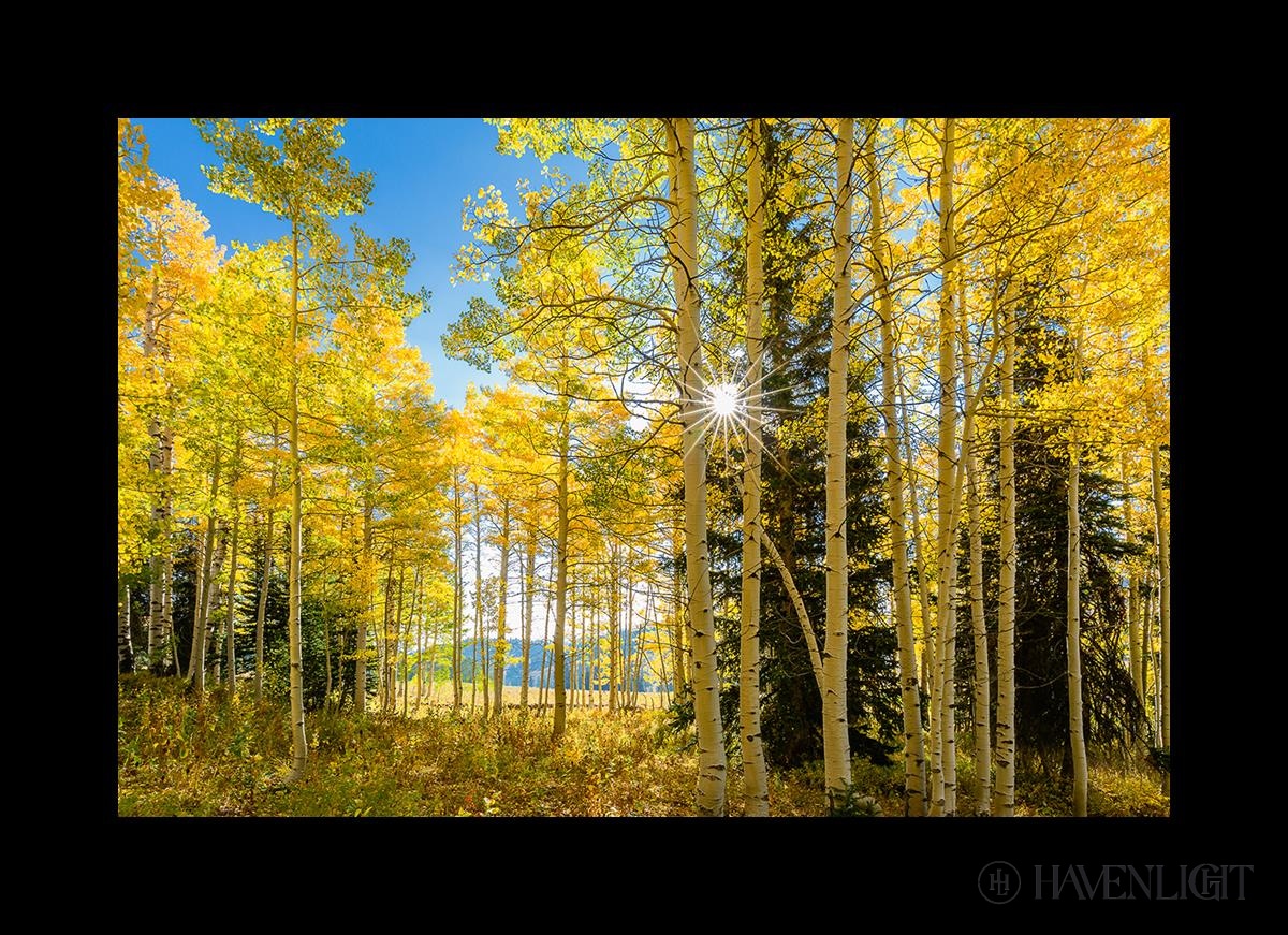 Autumn In The Rocky Mountains Wasatch National Forest Utah Open Edition Canvas / 36 X 24 Gray 43 3/4