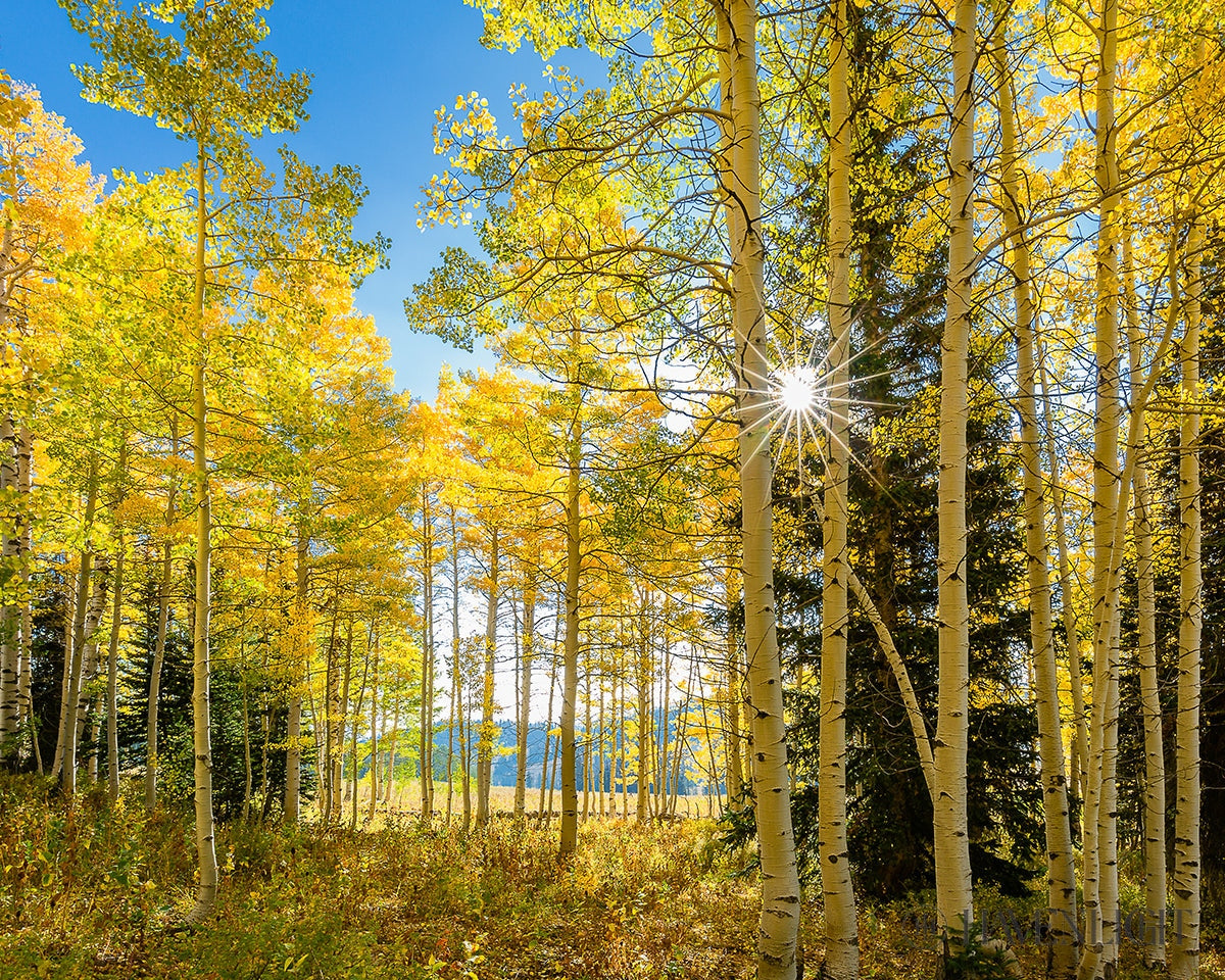 Autumn In The Rocky Mountains Wasatch National Forest Utah Open Edition Print / 10 X 8 Only Art